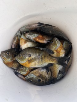 Fish Fry Friday at DJ'S Dockside on Nelson Lake